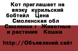 Кот приглашает на вязку, курильский бобтейл › Цена ­ 3 000 - Смоленская обл., Смоленск г. Животные и растения » Кошки   